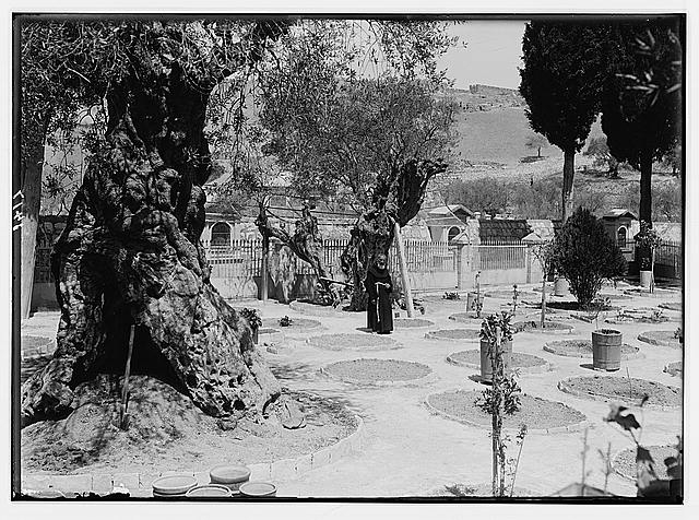The terrible plague of locusts in Palestine, March-June...