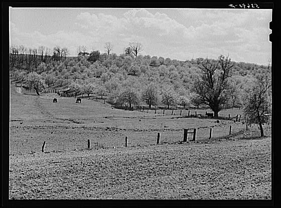 Apple orchards in blossom in the spring in the fertile...