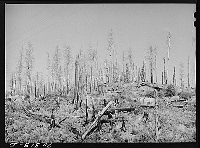 Burned over forest land. Clatsop County, Oregon