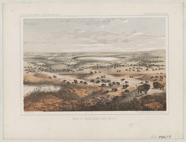 Herd of bison, near Lake Jessie / Stanley del. ; Sarony,...