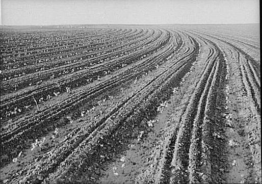 Young Cotton Field