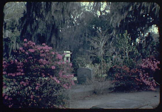 Savannah area views. Cemetery, with azaleas I