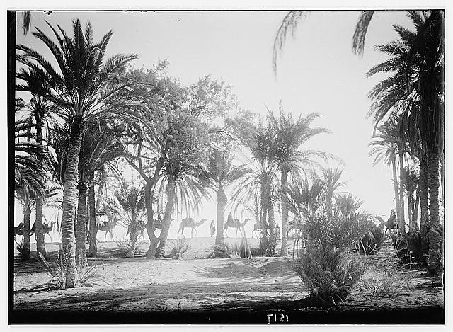 To Sinai via the desert. Caravan at Springs of Moses;...
