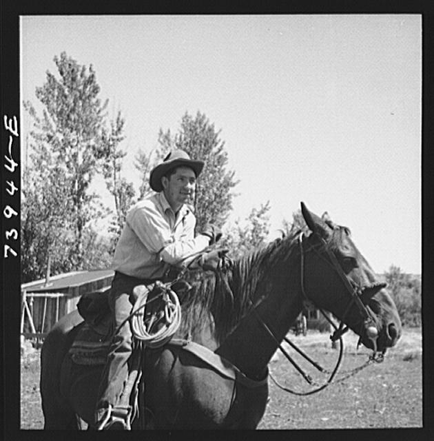 Ola, Idaho. Cowboy who cares for beef cattle of members...
