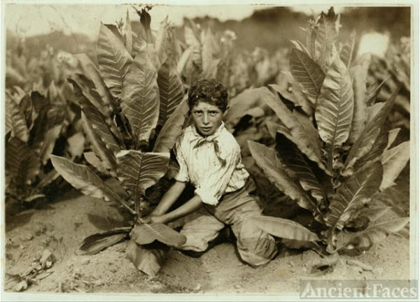 10 yr. old picker on Gildersleeve Tobacco Farm. Location:...