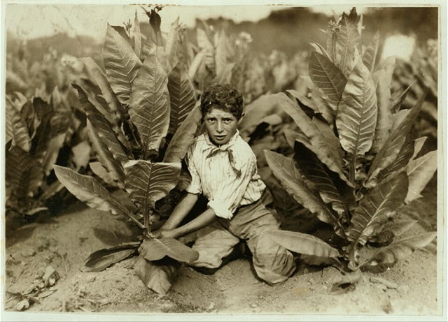 10 yr. old picker on Gildersleeve Tobacco Farm. Location:...