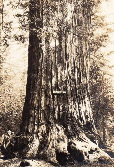 Andrew P. Hill and a Giant Redwood