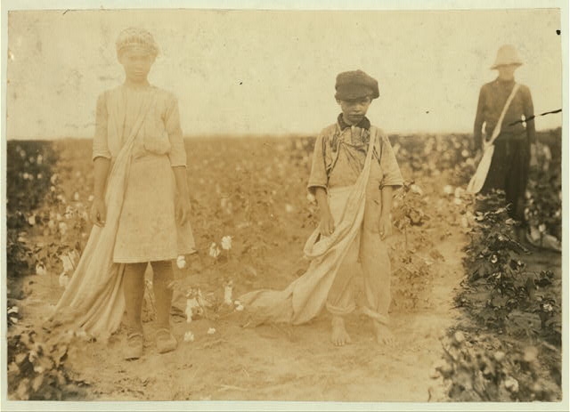 [Johnnie, Carrie and Jim Davenport picking cotton for MR....