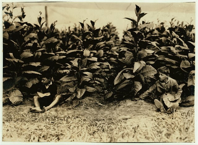 Young pickers (4899). Location: Weatogue, Connecticut /...