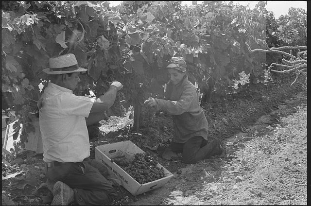 [Migrant laborers, possibly Mexican Americans, picking...