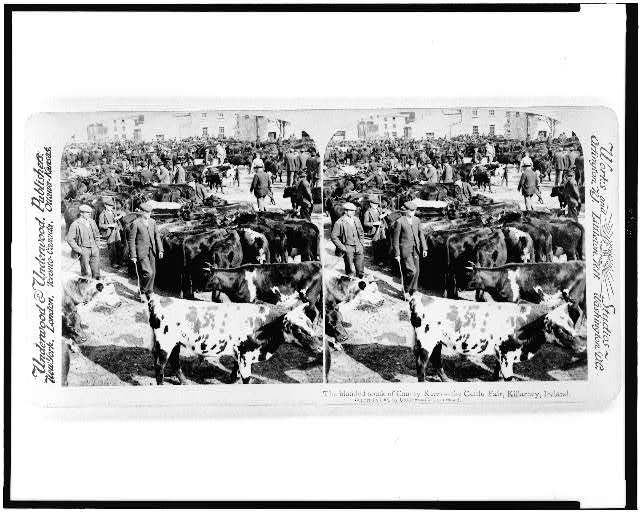 The blooded stock of County Kerry - the cattle fair,...