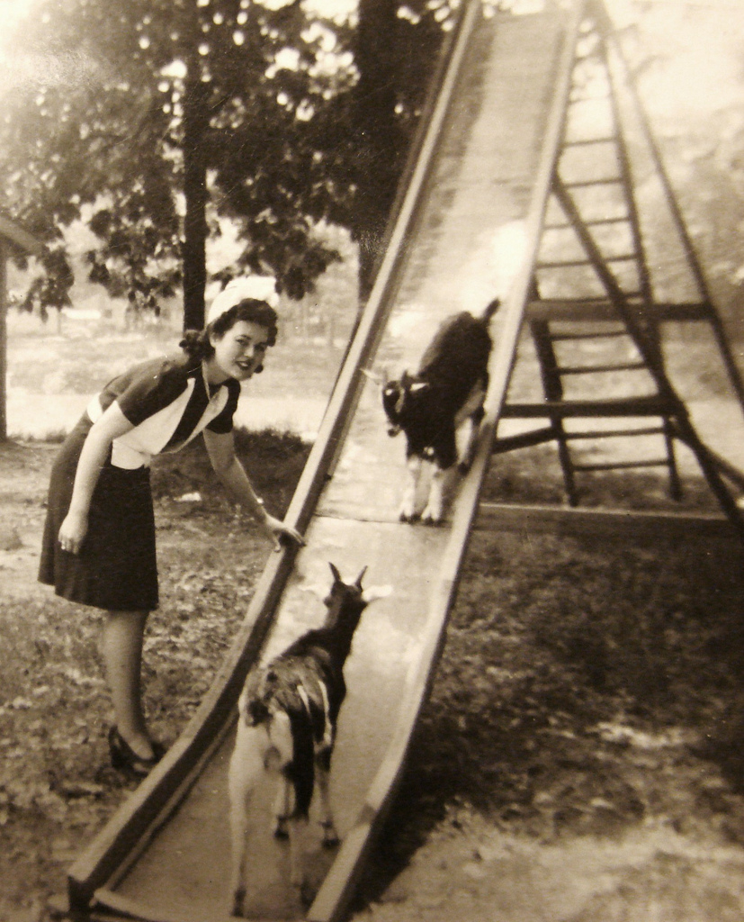 Goats Enjoy the Park
