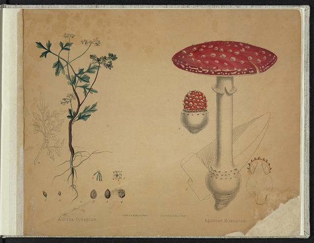 [Print speciman of botanical illustrations for Aethusa...