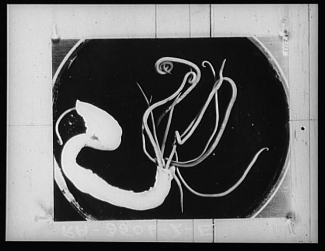 Roundworms. U.S. National Agricultural Research Center