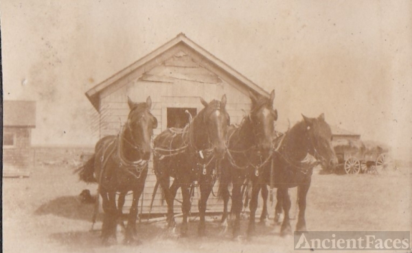 Diersch homestead