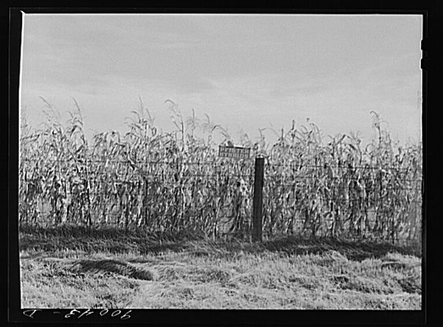 Hybrid corn in field near Dayton, Ohio