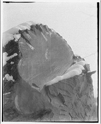 Timber. Stump in snow