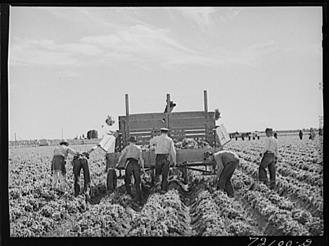 Gathering lettuce. Yuma County, Arizona