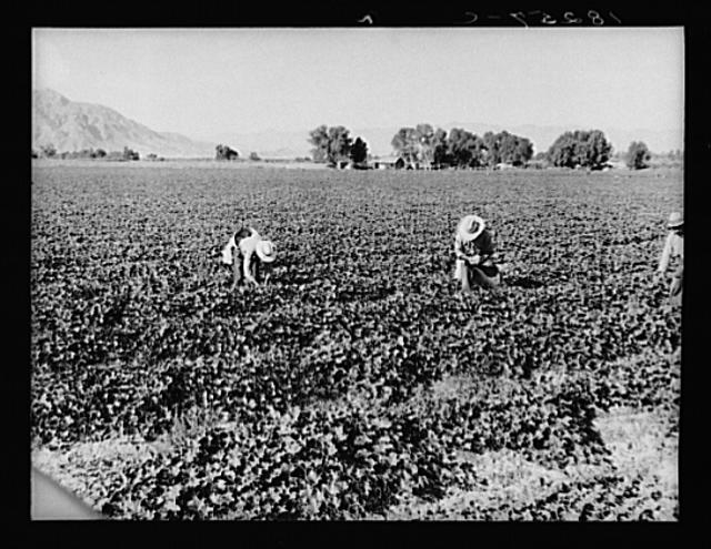 Mexican gang labor. Cantaloupe workers. Imperial Valley,...