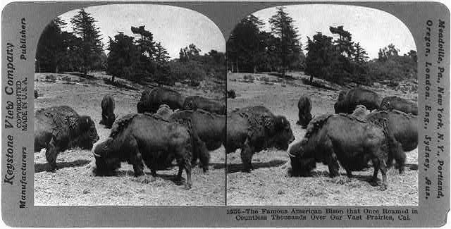 The famous American Bison that once roamed in countless...
