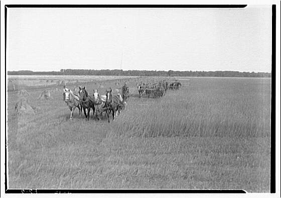 Farming scenes. Four-horse teams cutting wheat in Canada I