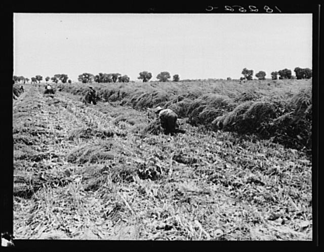 Shocking sugar beet seed near Chandler, Arizona. Until...