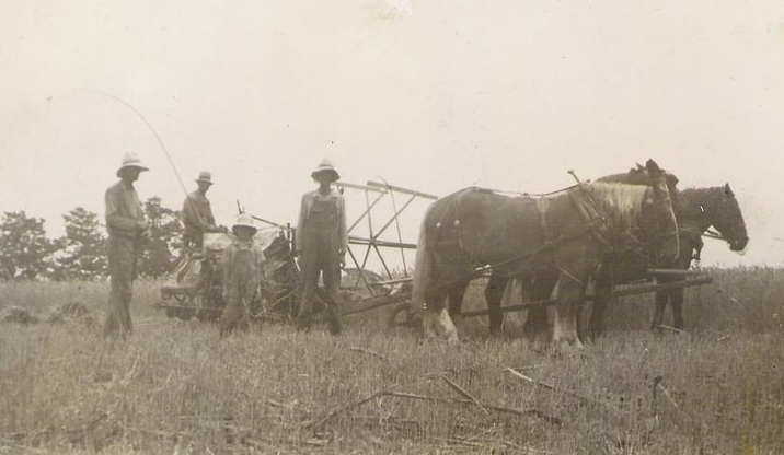 Brown men cutting wheat   Connersville, IN