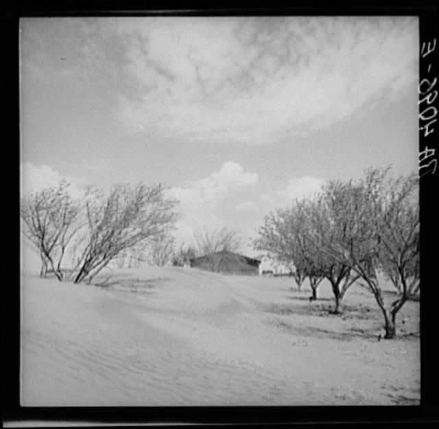 Sand dunes in orchard. Oklahoma