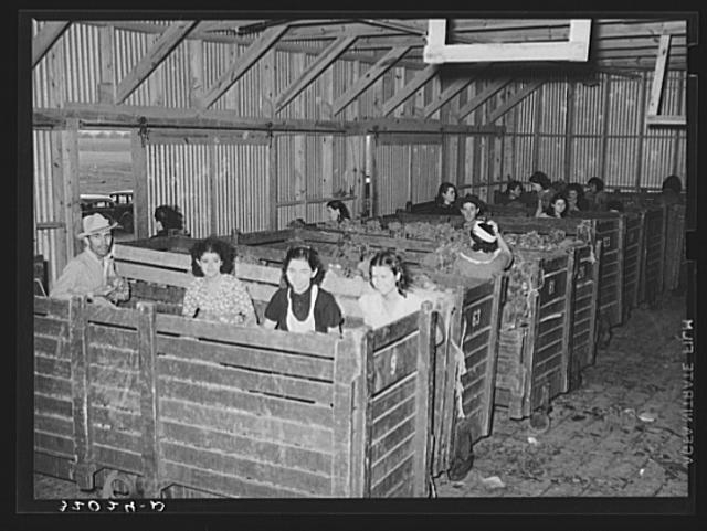 Broccoli is bunched and sorted by workers in box-like...
