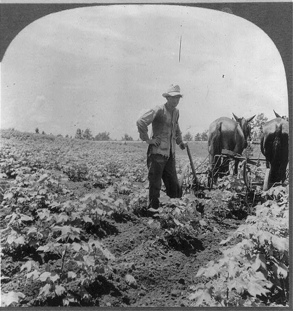 Eco. Geo. Unit #4-- cultivating cotton