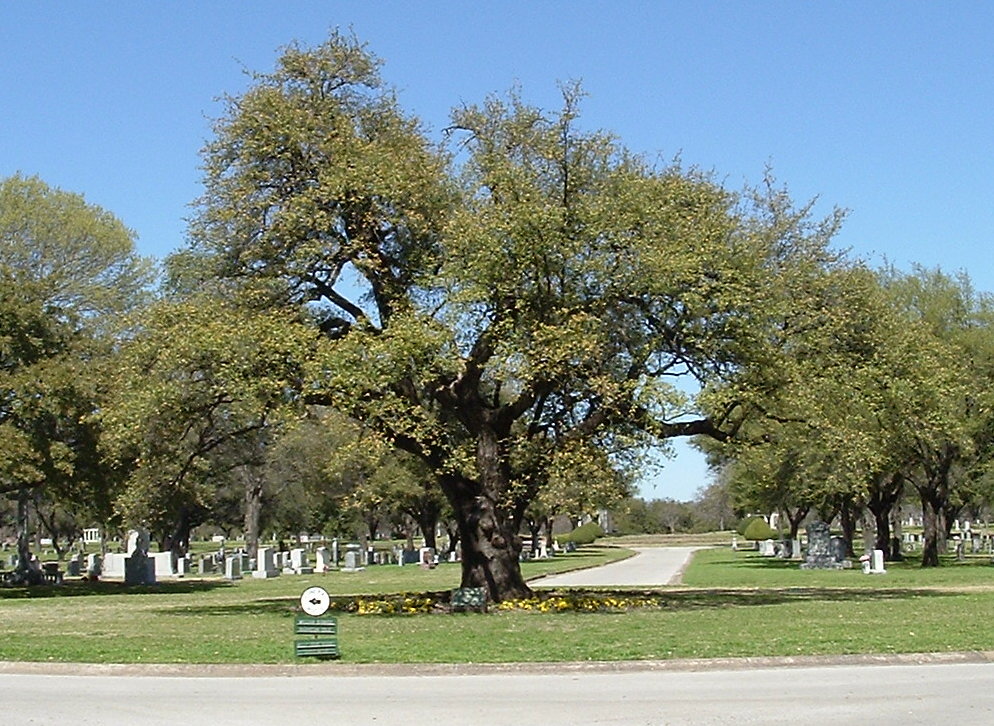 Turner Oak @ Greenvwood Cemetery