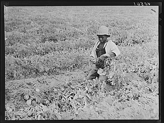 Migratory potato picker in a field owned by T.C. Sawyer...