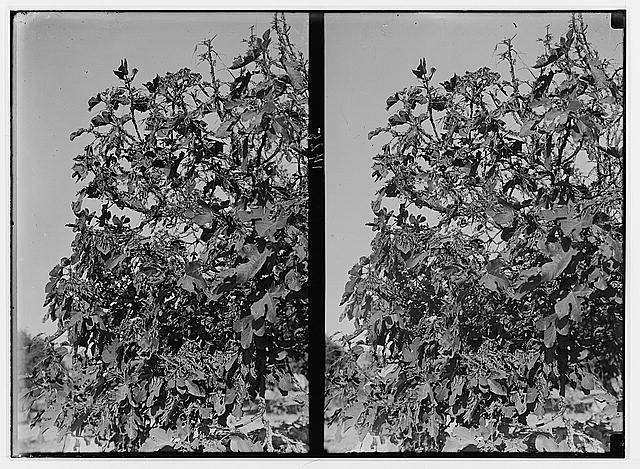 The terrible plague of locusts in Palestine, March-June...