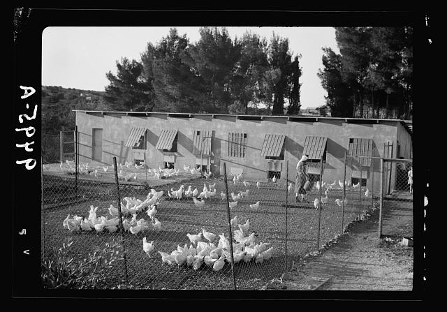 The Bethlehem Poultry Farm. (Esan Safieh). Gen[eral] view...