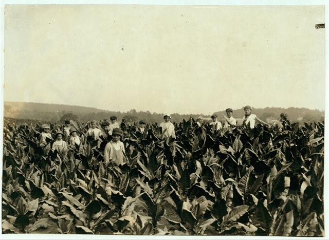 Field-workers, Goodrich Tobacco Farm, near Gildersleeve,...