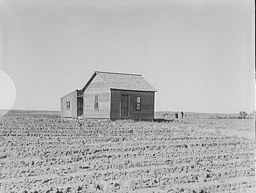 Cotton Field and Old Home