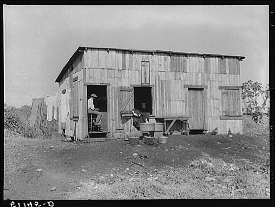 Migrant vegetable pickers. The tailor and cleaner to...