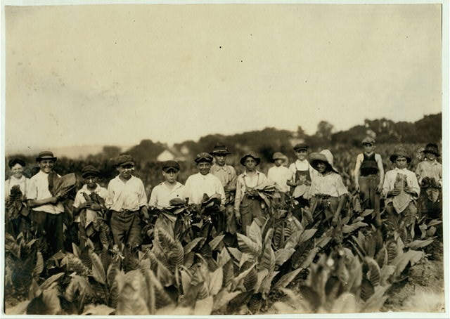 Group of pickers on Gildersleeve Tobacco Farm. Location:...
