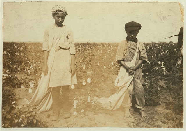 [Johnnie, Carrie and Jim Davenport picking cotton for Mr....