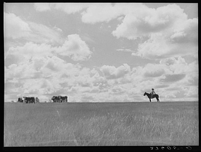 Cowhand with cattle. Three Circle roundup. Custer Forest,...