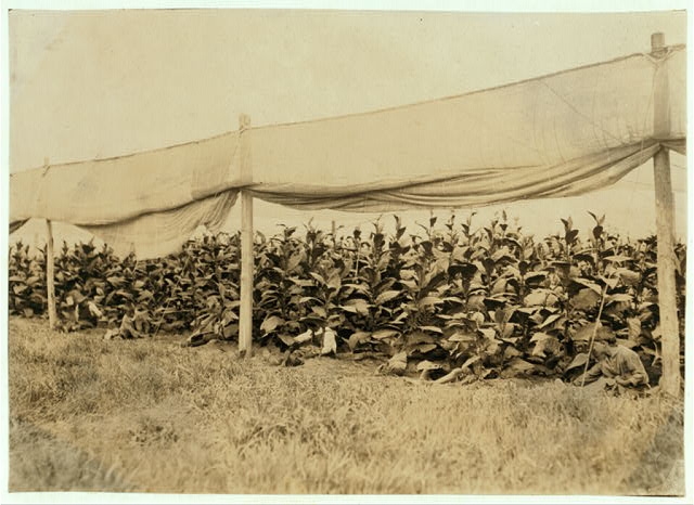 Young pickers (4899). Location: Weatogue, Connecticut /...
