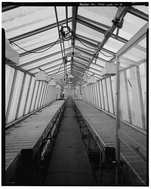 5. VIEW NORTH, INTERIOR OF GREENHOUSE #3 (BUILDING 7) -...