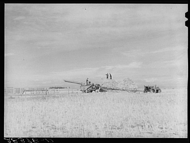 Grain threshing outfit in operation on San Luis Valley...