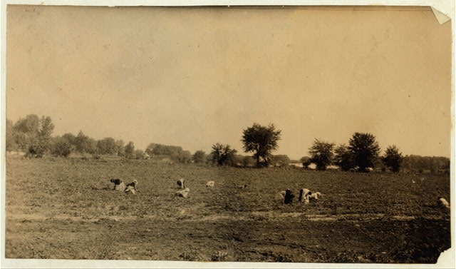 [Picking strawberries on Collets farm.] Location:...