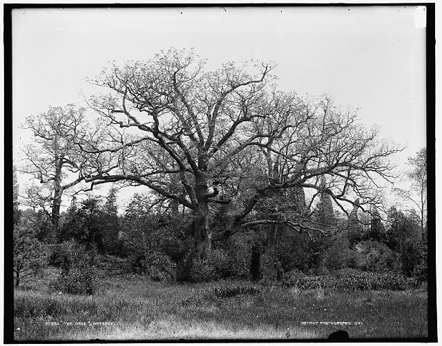 The Oaks, Waverly