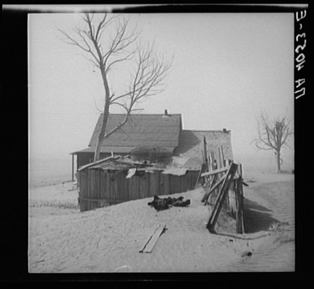 Chickens take shelter from sand. Cimarron County, Oklahoma