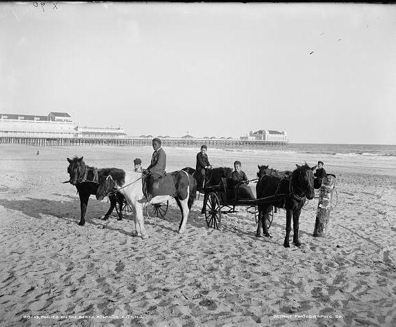 Ponies on the beach, Atlantic City, N.J.