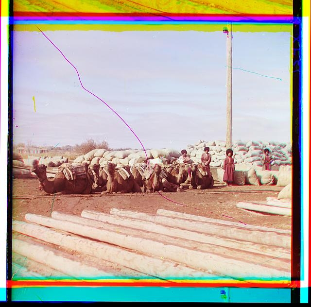 [Group of camels and four men posed in front of piles of...