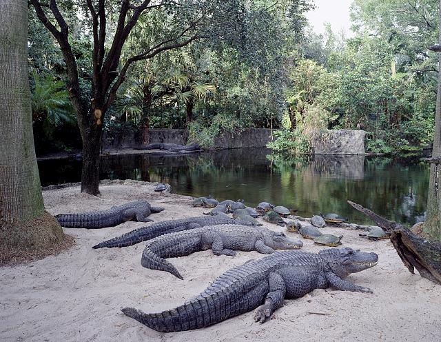 Alligators at Busch Gardens in Tampa Bay, Florida
