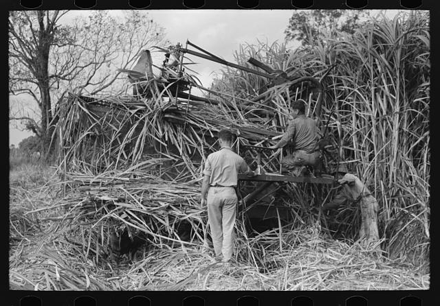 Wurtele sugarcane harvester bogged down and out of...